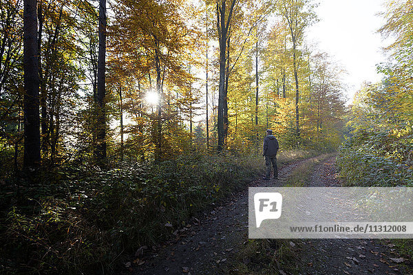 Back view of man standing on forest track in autumn