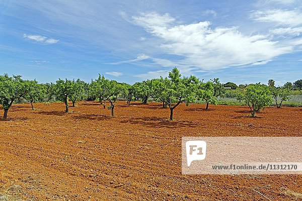 Almond trees  earth  red  scenery  landscape  nature