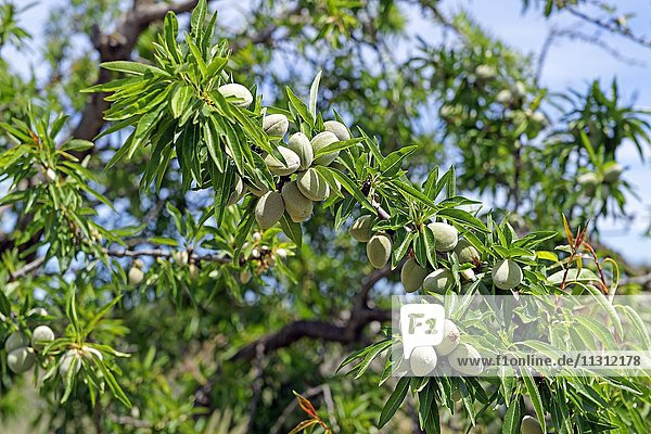 Almond tree  fruits  almonds