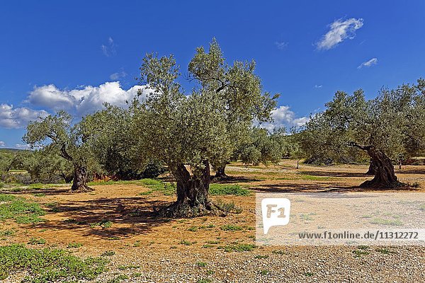 Olive plantation  olive trees