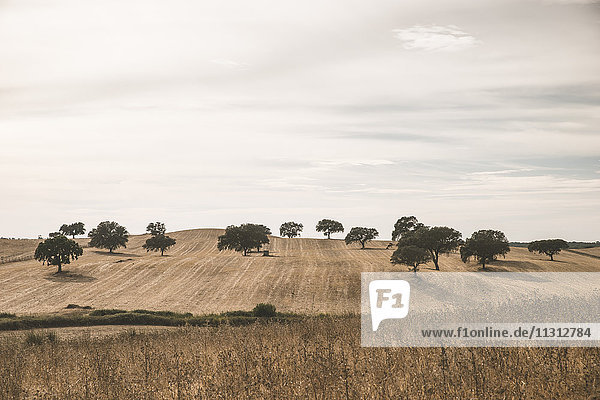 Portugal  Setubal  Feld mit Bäumen