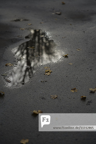 am Tag,Asphalt,Außenaufnahme,Blatt,Bodenhöhe,close-up
