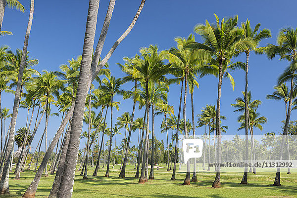 USA  Vereinigte Staaten  Amerika  Hawaii  Kauai  Wailua County  Golfplatz