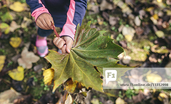 Mädchenhände mit Herbstblatt