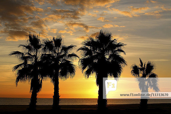 Spanien  Benidorm  Strand mit Palmen bei Sonnenuntergang