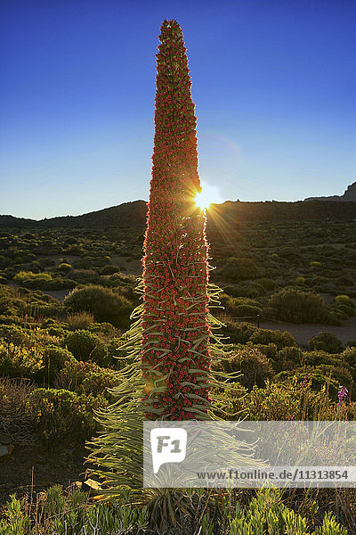 Spanien  Teneriffa  Echium Wildpretii wächst im Teide-Nationalpark