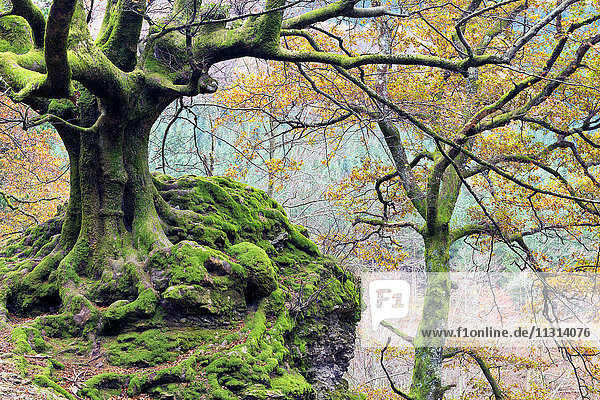 Spanien,  Baskenland,  Naturpark Gorbea,  Otzarreta-Wald im Herbst