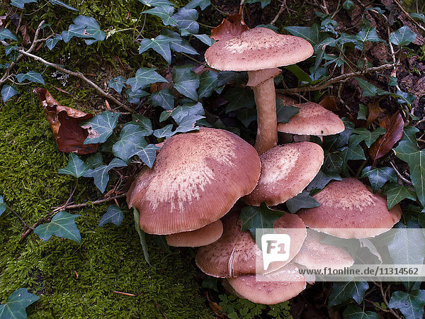 Mushrooms  honey fungus
