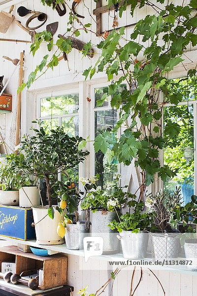 Plants growing in pots in shed
