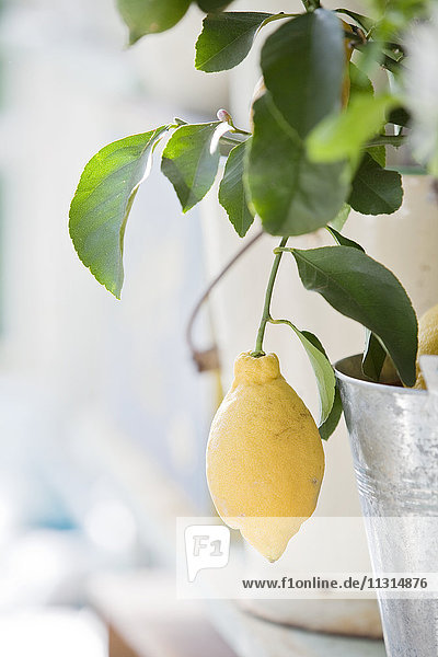 Yellow lemon hanging from twig