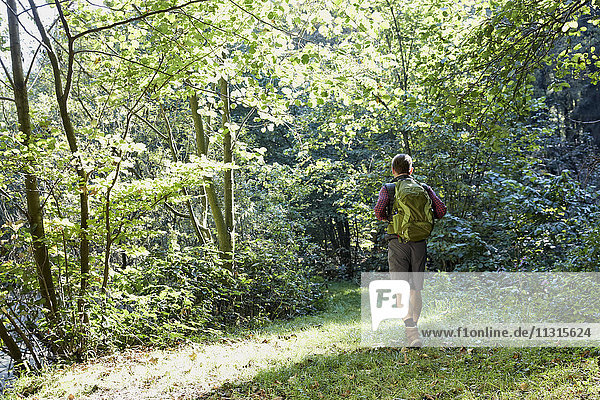 Hiker walking in forest  rear view
