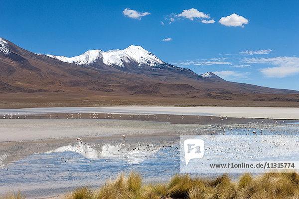 Laguna Hedionda  Bolivia  Altiplano