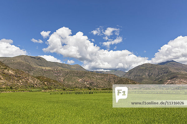 Peru  Provinz Jaen  Reisfelder am Rio Huancabamba