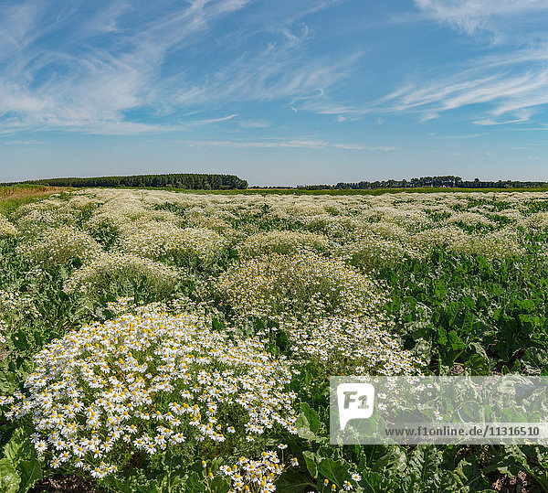 Halsteren  Noord-Brabant  Feld voller Kamille