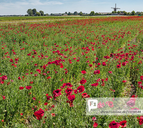 Sint-Maartensdijk  Zeeland  Feld voller roter Mohnblumen und die Turmmühle De Nijverheid
