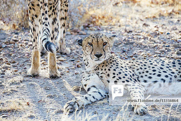 Namibia  Kamanjab  Gepardenporträt in der Savanne