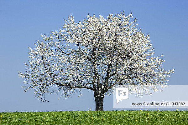 Cherry tree in spring  Prunus avium  Baselland  Switzerland