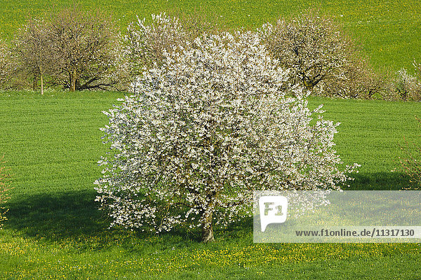 Cherry trees in spring  Prunus avium  Baselland  Switzerland