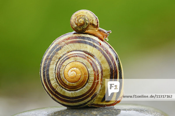 Cepaea sylvatica banded grove snail