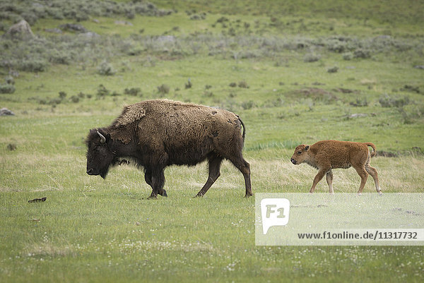 USA  Rocky Mountains  Wyoming  Yellowstone  Nationalpark  UNESCO  Welterbe  Bison mit Kalb
