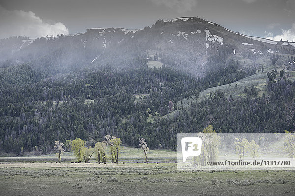 USA  Rocky Mountains  Wyoming  Yellowstone  Nationalpark  UNESCO  Welterbe  Gewitter im Lamar Valley