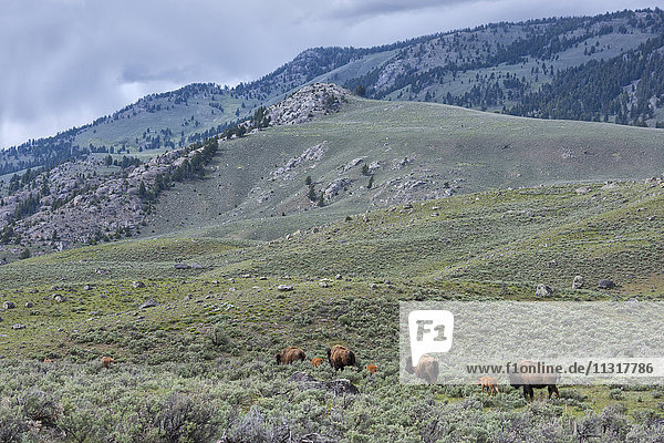 USA  Wyoming  Yellowstone  Nationalpark  UNESCO  Welterbe  Bisonherde im Lamar Valley