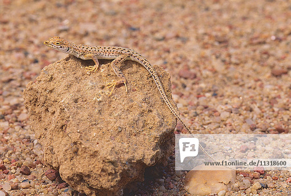 Wedge-snouted Desert Lizard