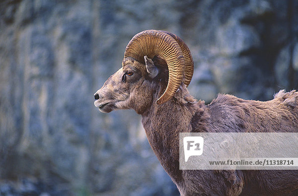 Bighorn Sheep  Ovis canadensis