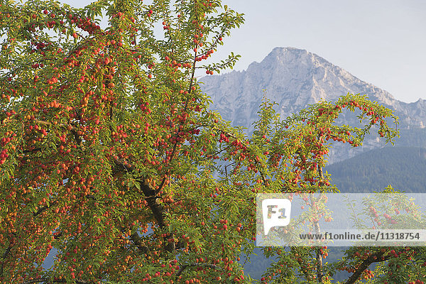 Fruit-tree in Anger with Hochstaufen in the background