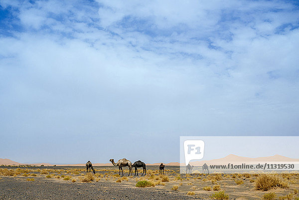 Marokko  Merzouga  Kamele in der Wüste Erg Chebbi