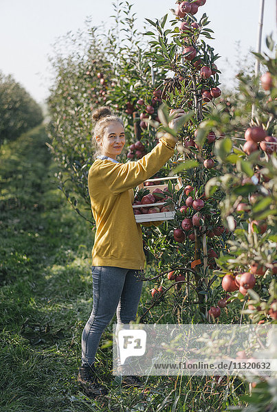 Junge Frau bei der Apfelernte