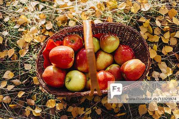 Korb voller Äpfel auf Herbstblättern