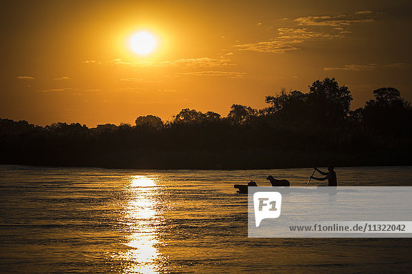 Namibia  Mann und Hund überqueren den Okavango River mit Mokoro bei Sonnenuntergang