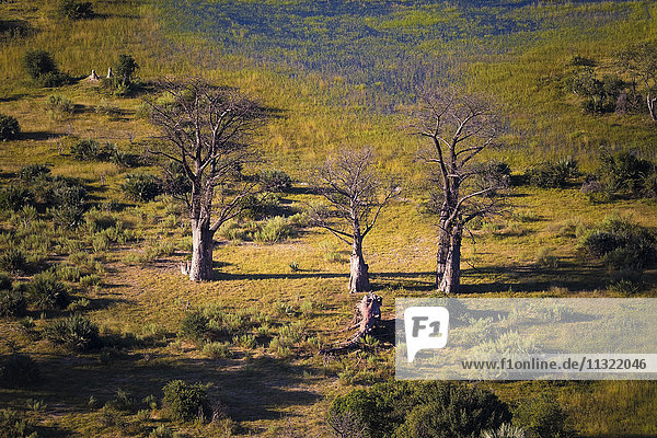 Afrika  Botswana  drei Baobab-Bäume  Luftaufnahme