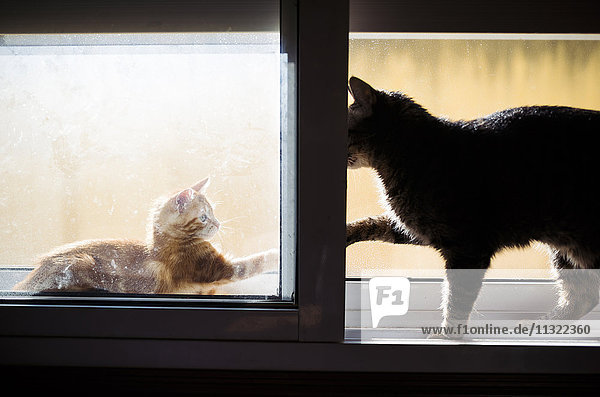 Kätzchen und erwachsene Katzenkämpfe auf der Fensterbank