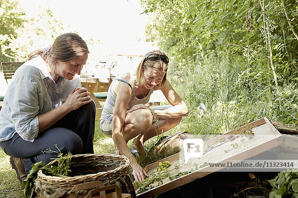 Zwei Frauen sehen sich eine Auswahl geeigneter natürlicher Pflanzen und Blumen für die Futtersuche an. Ein Sommergarten.