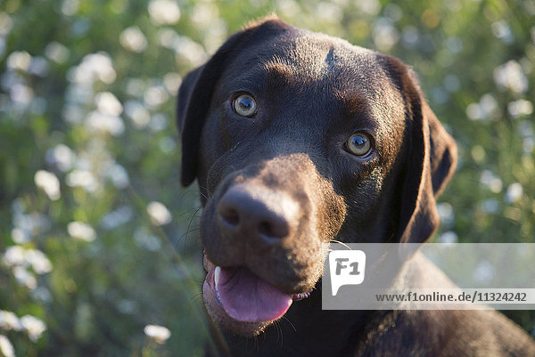 Portrait von Labrador Retriever