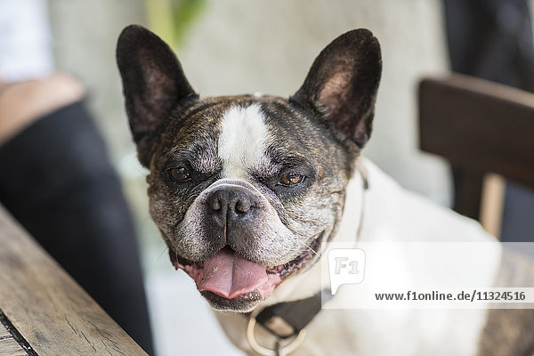 Porträt der französischen Bulldogge