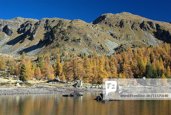 Indian Summer in the valle di Campo in Grisons