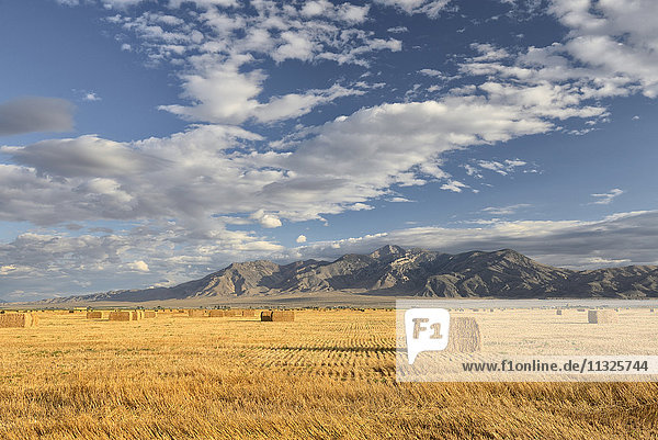 wheat field in Idaho