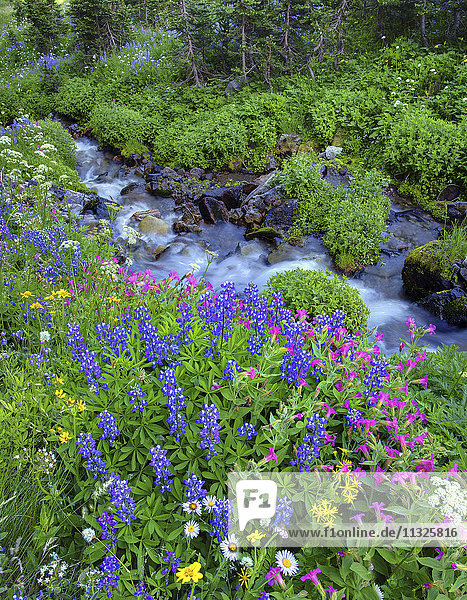 creek and wildflowers in Washington State