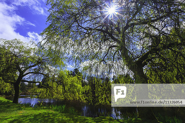 trees in Botanical Garden in British Columbia