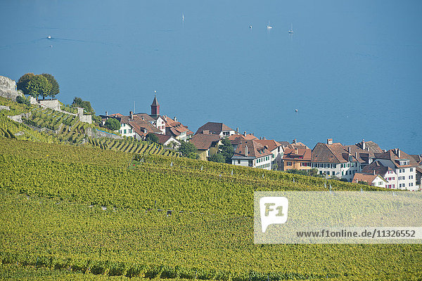 wine cultivation in Rivaz in the canton of Vaud