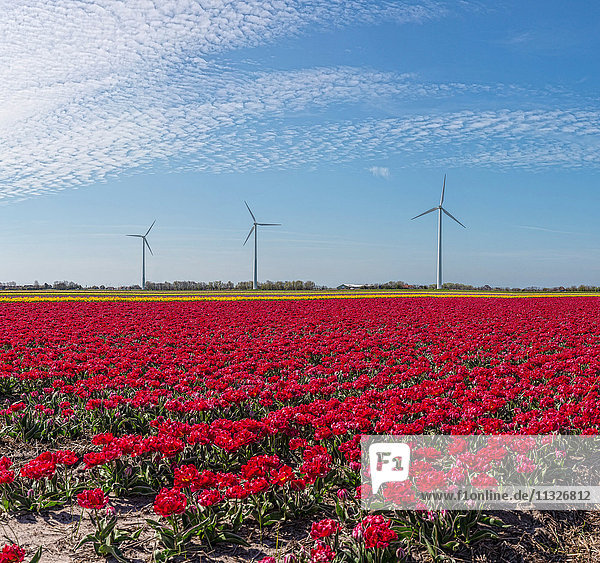 Tulpen und Windräder in den Niederlanden