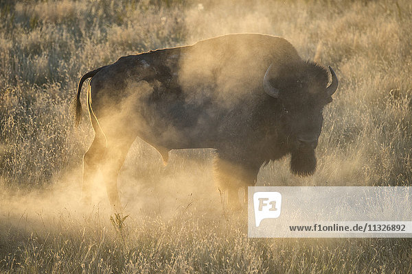 Bisons in den Black Hills in Dakota