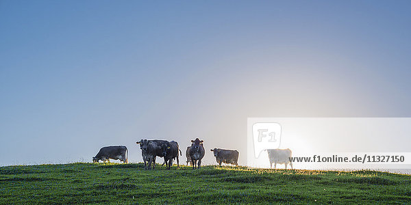Deutschland,  Allgäu,  sieben braune Rinder im Gegenlicht auf der Weide stehend