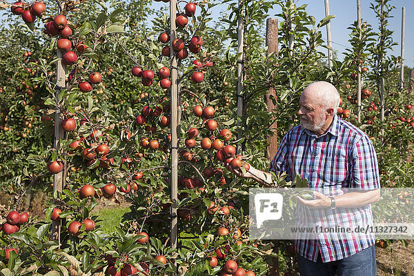 Älterer Mann untersucht Früchte auf einer Apfelplantage