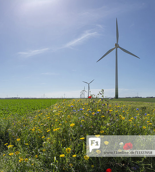 Windkraftanlagen in Swifterband in Flevoland