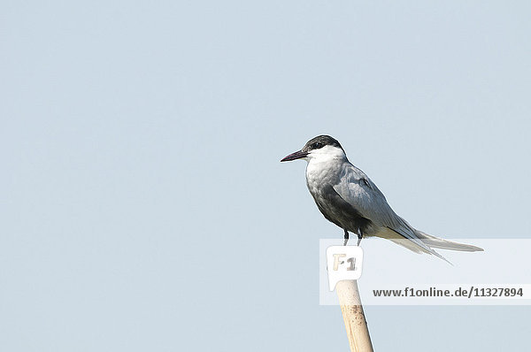 Whiskered Tern chlidonias hybrida