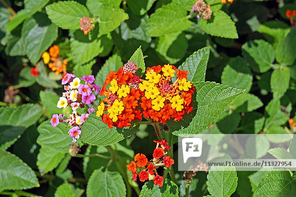 Spanish flag Lantana Camara